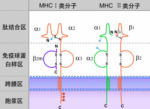 九游娱乐平台-hlab27阳性一定是强直性脊柱炎吗